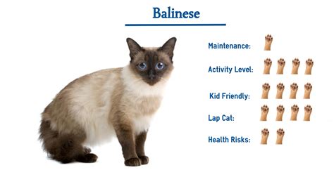 balinese cat breed        glance
