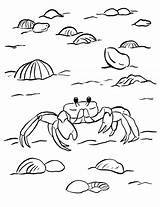 Crab Coloring Getdrawings Horseshoe sketch template