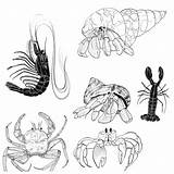 Crustaceans Drawing Sketch Hermit Crab Crabs Busy Sketches Illustration Month Specifically Been Drawings Kidney Lucinda Visit Few Below Paintingvalley sketch template