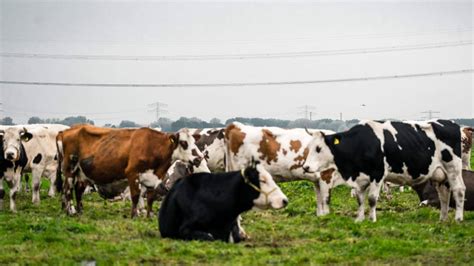 miljoen euro voor uitkoopregeling veehouders om stikstofprobleem kleiner te maken
