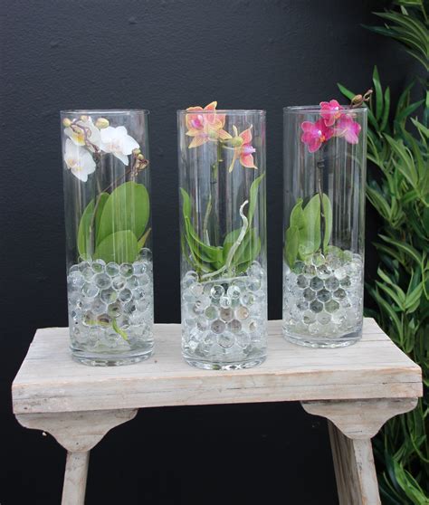 Orchids In Glass Containers An Elegant Look That Is Easy To Care For