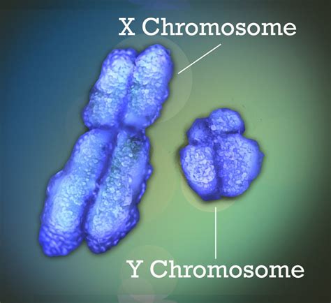5 2 chromosomes and genes human biology