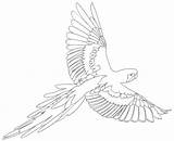 Ausmalbilder Papagei Ausmalen Vogel Vögel Tierbilder Besuchen Herbst Ausmalvorlagen Onlycoloringpages Skizzen Haustiere sketch template