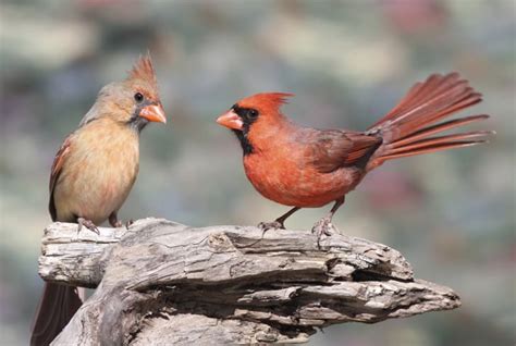 10 crimson facts about cardinals mental floss