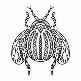 Beetle Insect Colorado sketch template