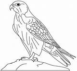 Falcon صقر Animal Sakr Raptor Toddlers Saad Falcons sketch template