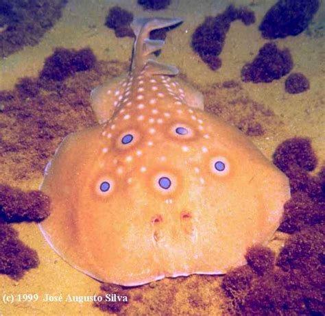 eyed electric ray torpedo picture portugal gooddivecom