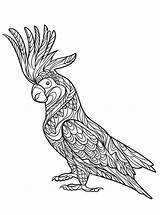 Kakadu Volwassenen Kaketoe Colorare Ausmalbilder Erwachsene Papegaaien Papageien Ara Malvorlage Disegni Parrot Cockatoo Zentangle Pappagallo Pappagalli sketch template