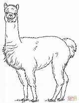 Drawing Llama Alpaca Coloring Animal Choose Board sketch template