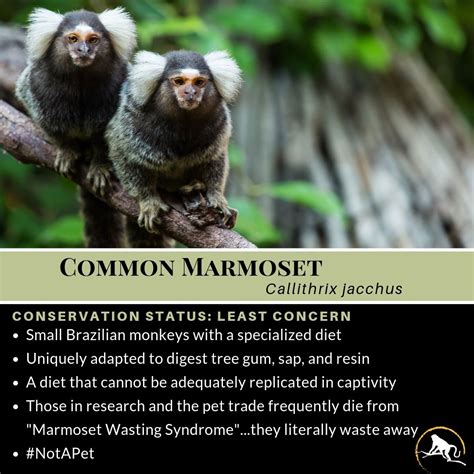 common marmoset common marmoset primates habitat destruction
