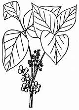 Ivy Poison Plant Coloring Drawing Vine Border Clipart Getdrawings Pages Library Clip Clipartmag Template sketch template