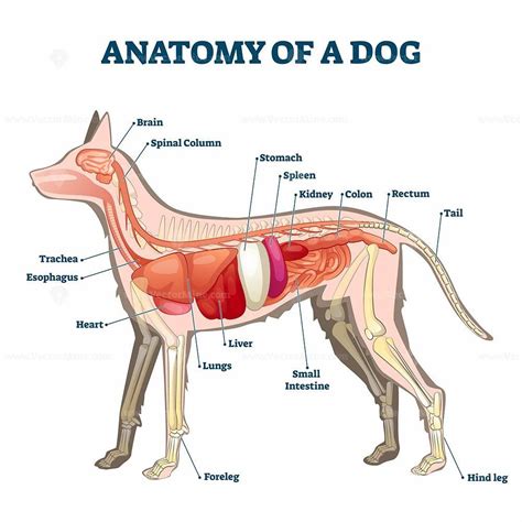 anatomy  dog   organ structure examination vector illustration anatomia vector