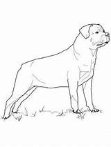 Rottweiler Coloring Pages Dog Akita Colouring Printable Puppy Pitbull Rottweilers Dogs Getcolorings Color Stained Glass Breed Favorite American Print Supercoloring sketch template