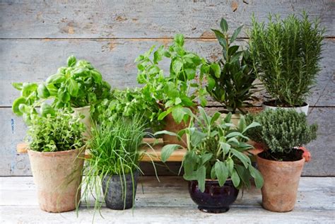 potting soil  herbs  reviews