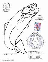 Trout Rainbow Drawing Stained Glass 2302 Pattern Pages Getdrawings Fish Coloring sketch template