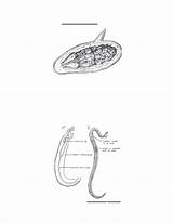 Schistosoma Mansoni Ii Figure sketch template
