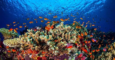 immer weniger nahrung ozeanversauerung zerstoert korallenriffe  tvde