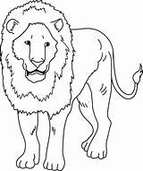Lion Clipart Drawing Coloring Clip Lions Line Roar Outline Sweetclipart Library Clipground Webstockreview Paintingvalley sketch template