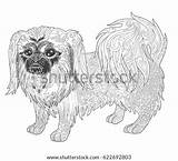 Pekingese Coloring Dog Illustration Doodle Adult Book Shutterstock sketch template