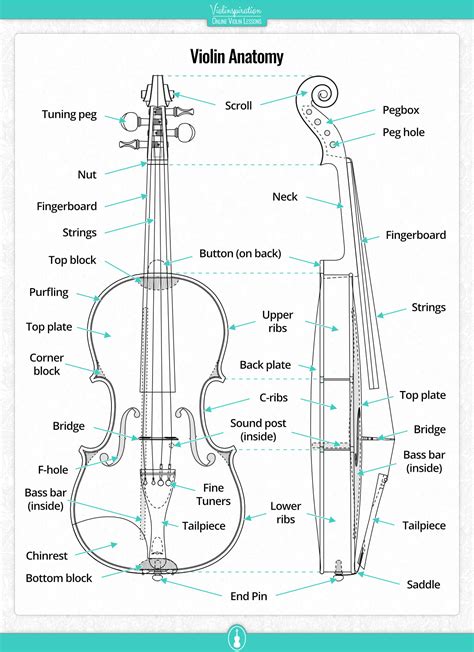 parts   violin diagram diagram  source