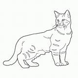 Cat Coloring Pages Cats Adults Teens Ragdoll Colouring Tabby Drawing Printable Getdrawings Favorite Choose Board sketch template