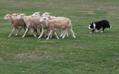 wayfarin stranger herding sheep