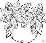Poinsettia Supercoloring Pascua Flowers sketch template