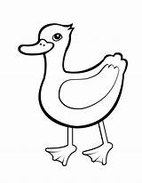 Papera Animali Ducks Dauber Bingo Coloradisegni Coloringhome sketch template