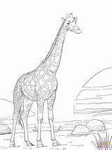 Coloring Giraffe Pages Realistic Rothschild Adults Printable Giraffes Color Sheets Drawing Supercoloring Animal Sheet Adult Print Drawings Outline Book Animals sketch template