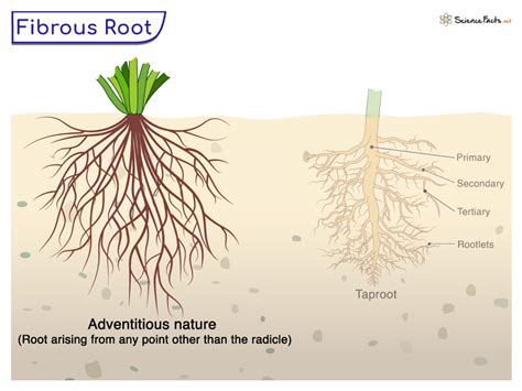 fibrous root definition examples functions  diagram