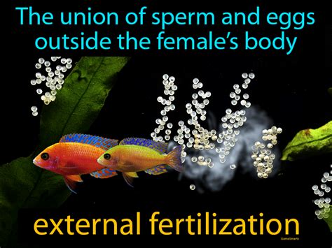 external fertilization easy  understand definition