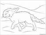 Fox Fennec Coloring Pages Cute Walks Color Online Seasons Nature Popular Coloringpagesonly sketch template