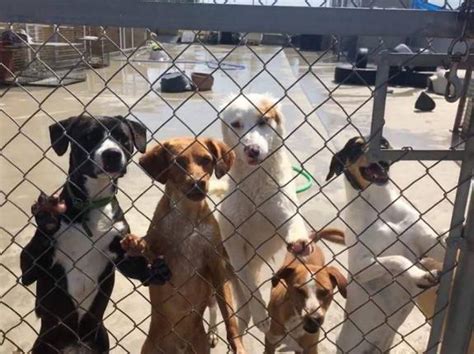 dog rescue centre appeals  foster homes surinenglishcom