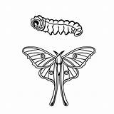 Moth Luna Caterpillar Drawing Illustrate Contest Entry Post Getdrawings sketch template