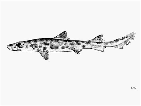 furgaleus macki shark references