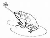 Bullfrog Insect Catch Coloring Pages sketch template