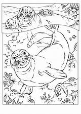 Seal Monk Coloring Pages Color Animals Printable Print Sheet Animalstown Animal Sheets Town sketch template