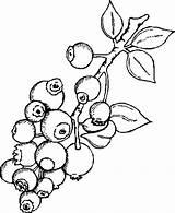 Blueberry Coloring Pages Bush Delicious Blueberries Drawing Book Getcolorings Print Getdrawings Template Color sketch template
