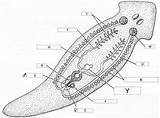 Roundworm Labeled sketch template