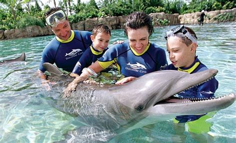 swim with a dolphin at seaworld s discovery cove plus enjoy 3 nights