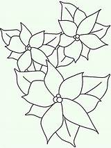 Poinsettia Outline Coloring Drawing National Lineart Netart Paintingvalley Color sketch template