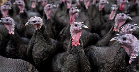 angry turkeys are reason some people aren t getting their post metro news