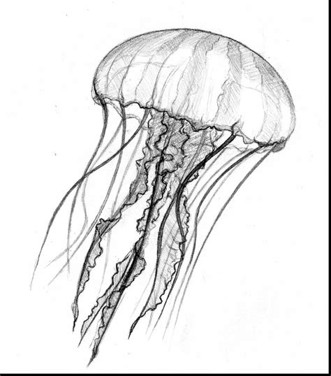 jellyfish drawing color  paintingvalleycom explore collection