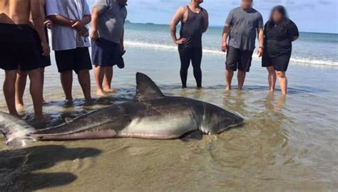 Dying Great White Shark Kicked Orewa Beach New Zealand