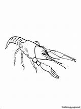 Krill Crawfish Crayfish sketch template