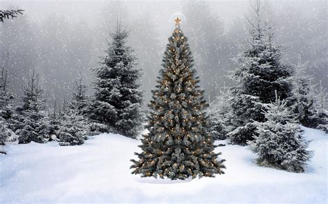 lone christmas tree  frankief  deviantart