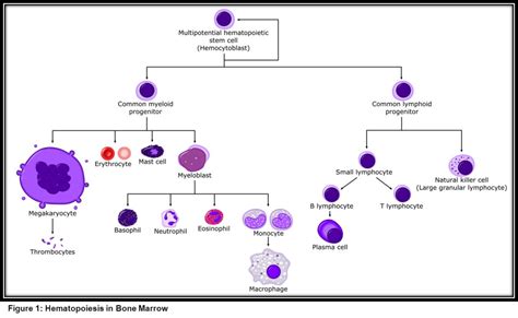 pluripotent stem cells  bone marrow  cord blood intechopen