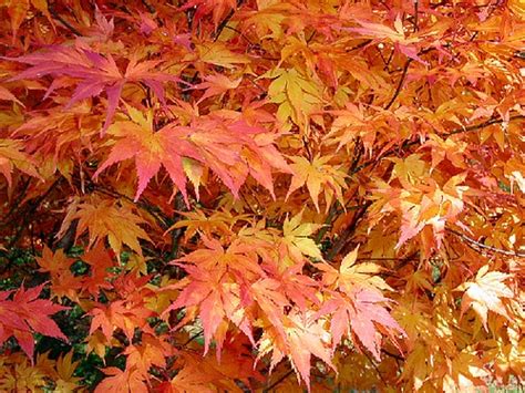 1000 Images About Chinese Maple Trees On Pinterest