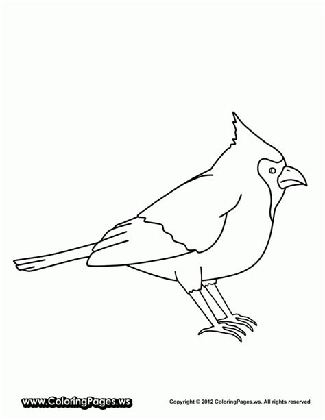 cardinal coloring pages coloring home