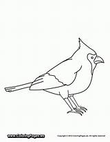 Cardinal Coloring Pages Bird Printable Clipart Popular Arizona Drawing Library Coloringhome Books Categories Similar sketch template